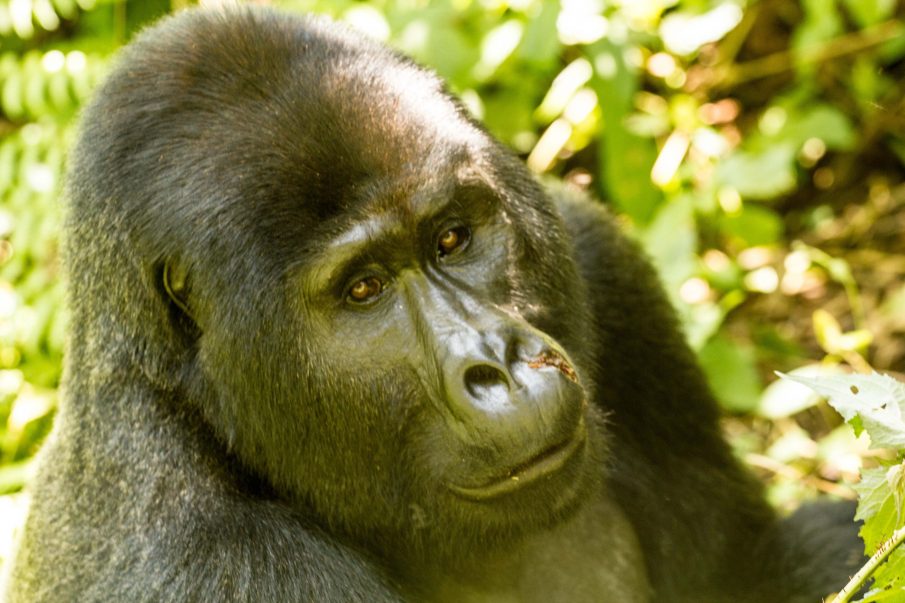 Bwindi young silverback gorilla