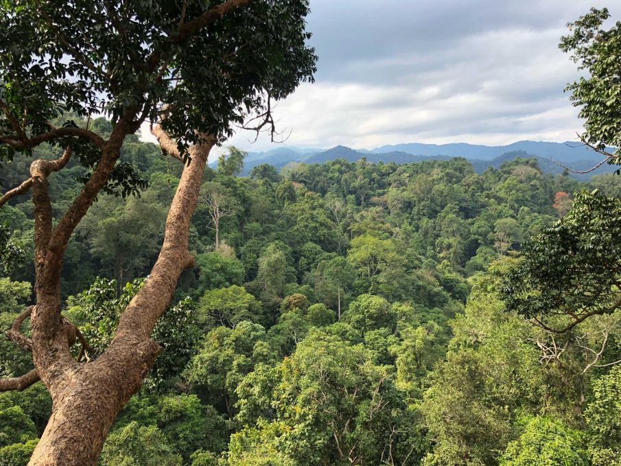 View From Treehouse